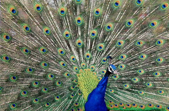 Peacock strutting