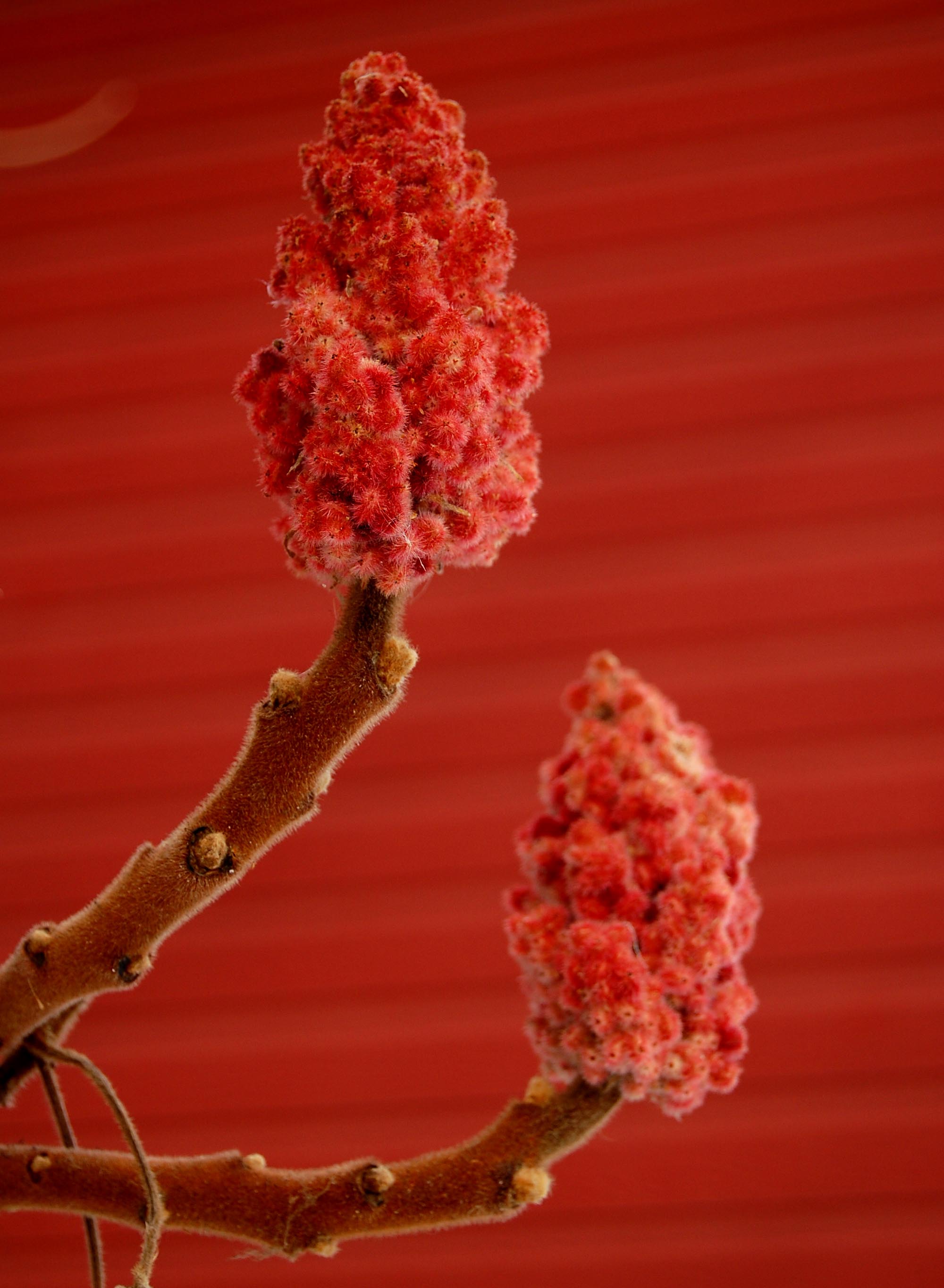 Red buds