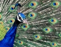Peacock strutting