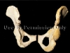 A female pelvic bone (left) is wider than a male\'s (right) to make deliveing a baby easier.