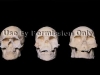 Identify race by skull shape
