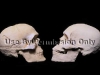 Skull comparison