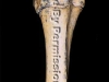 Femur 1