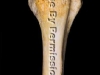 Femur 2