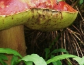 Mountain fungi