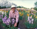 Iris Gardener